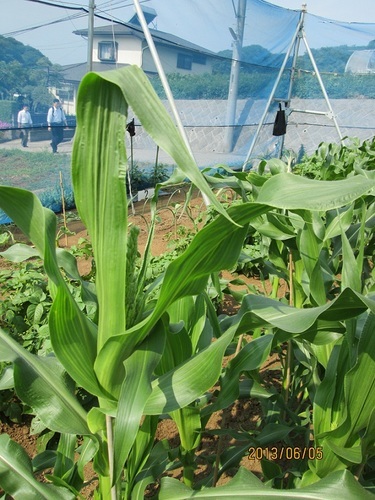 春に植える野菜 ３月 ６月 月順に 豊洲ノート