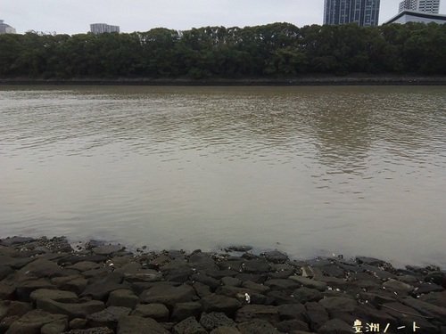 台風１９号 徐々に運河の色が変わる 東雲運河 豊洲ノート